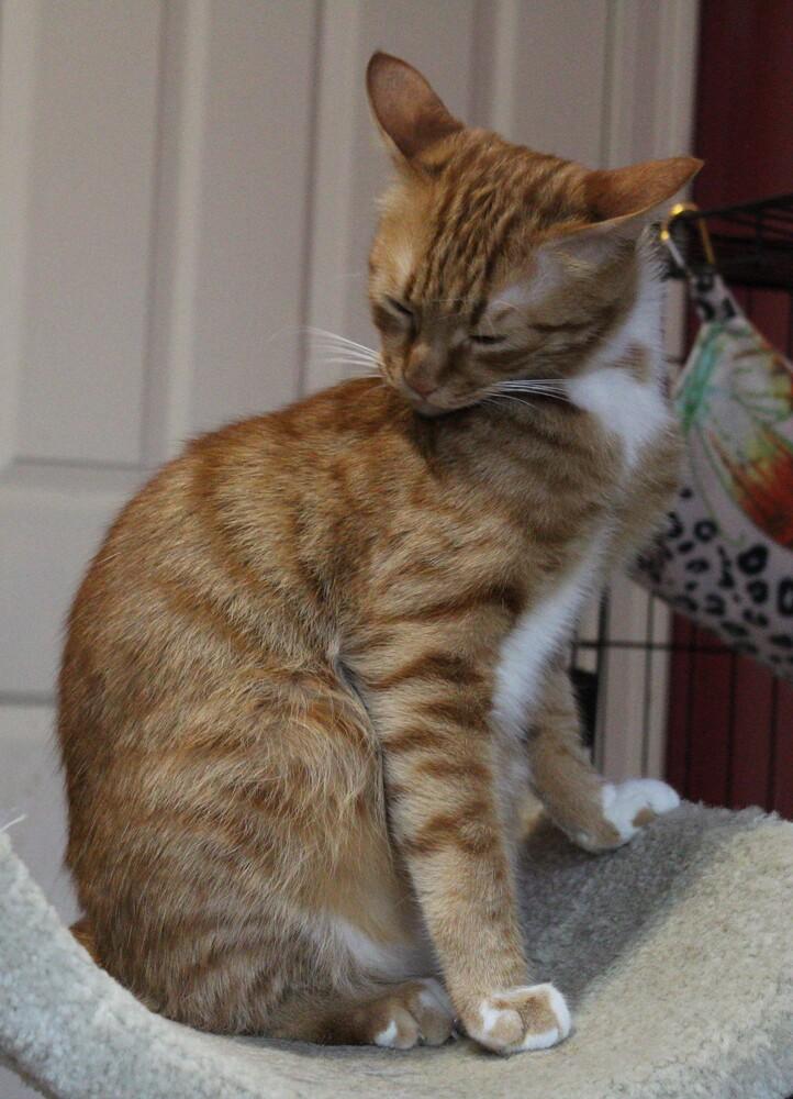 Enlarge MeshMesh, a Adoptable mixed breed in WOLCOTT, CT image 2/6