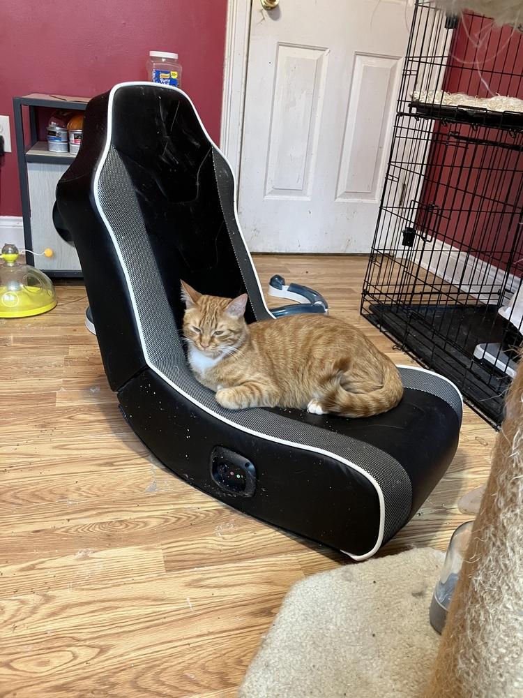 Enlarge MeshMesh, a Adoptable mixed breed in WOLCOTT, CT image 2/5