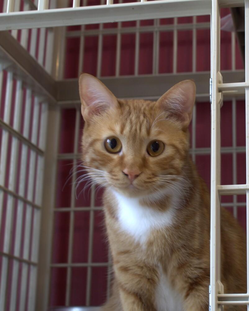 Enlarge MeshMesh, a Adoptable mixed breed in WOLCOTT, CT image 3/6