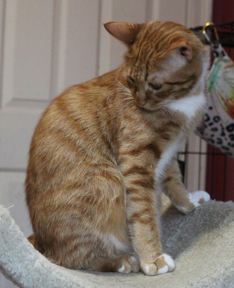 MeshMesh, Adoptable, Young Male Egyptian Mau & Exotic Shorthair.