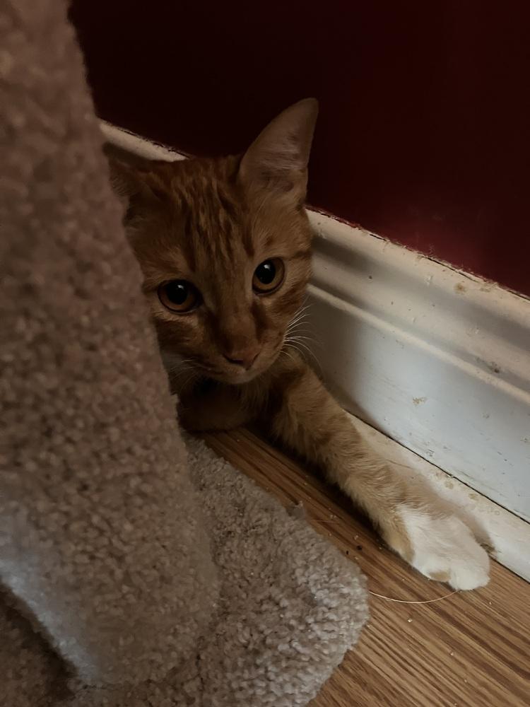 Enlarge MeshMesh, a Adoptable mixed breed in WOLCOTT, CT image 4/5