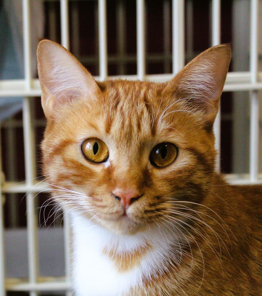 Enlarge MeshMesh, a Adoptable mixed breed in WOLCOTT, CT image 5/6