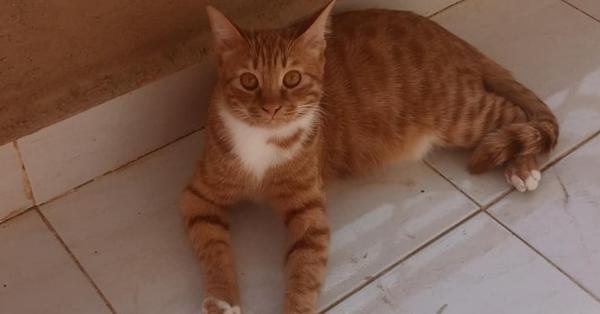 Enlarge MeshMesh, a Adoptable mixed breed in WOLCOTT, CT image 6/6