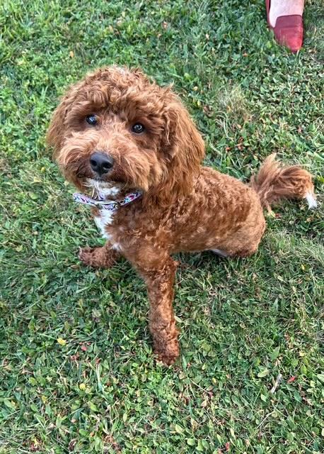 Enlarge Bingo, an adopted mixed breed in Stamford, CT image 3/6