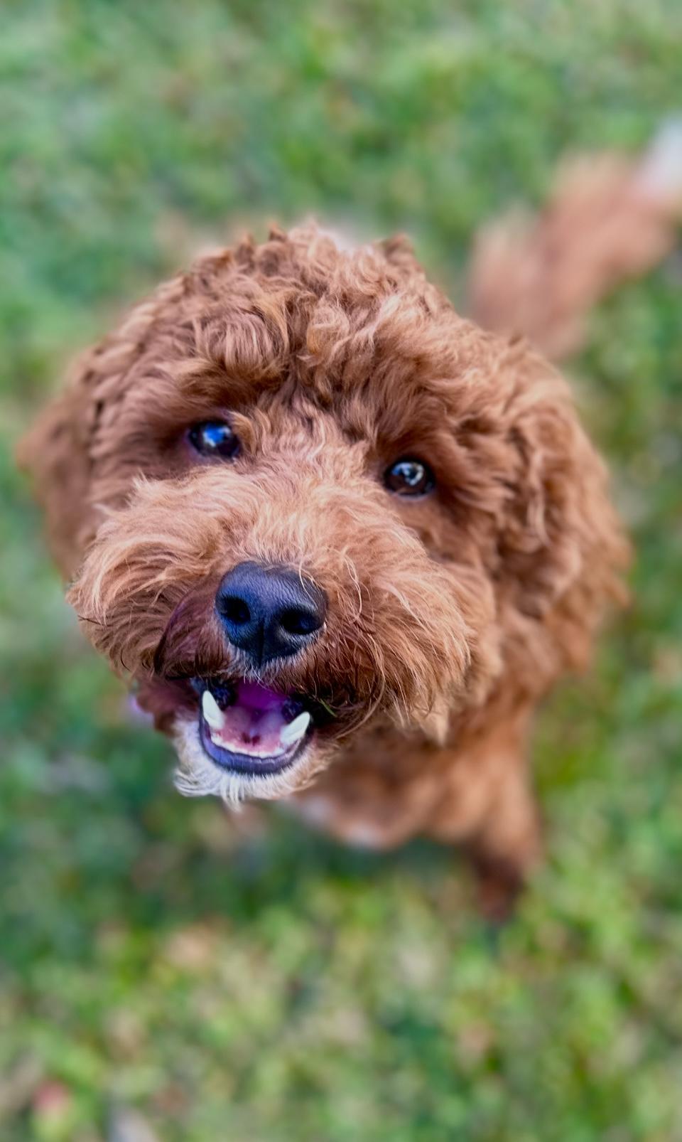 Bingo, adopted, Young Male Cavapoo & Miniature Poodle.