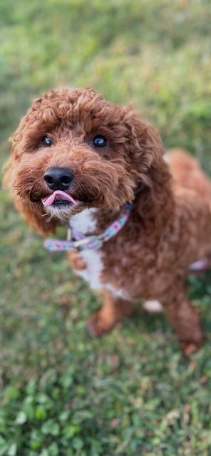 Enlarge Bingo, an adopted mixed breed in Stamford, CT image 5/6