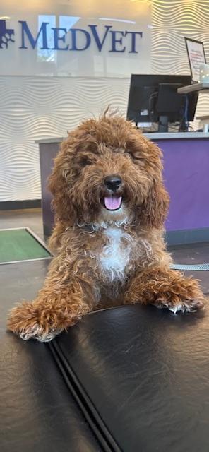 Enlarge Bingo, an adopted mixed breed in Stamford, CT image 6/6