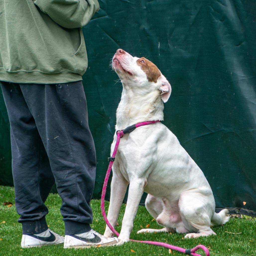 Enlarge Petey, a Adoptable Mixed Breed in Saint Charles, MO image 1/6