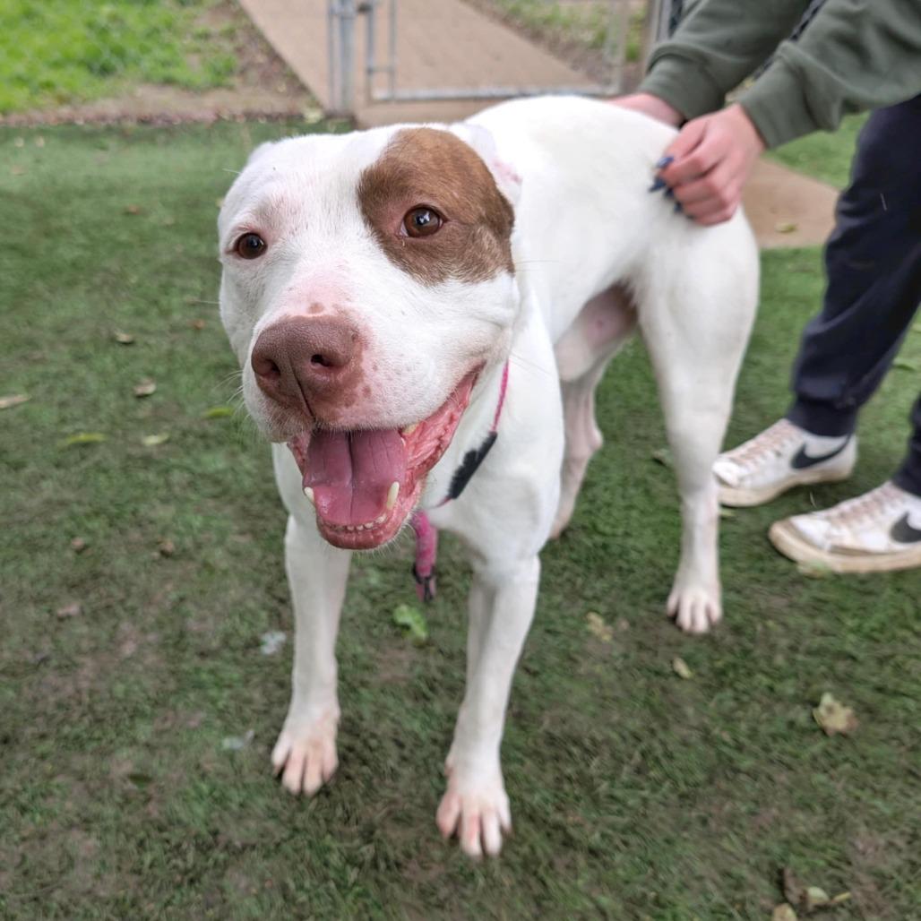 Enlarge Petey, a Adoptable Mixed Breed in Saint Charles, MO image 2/6