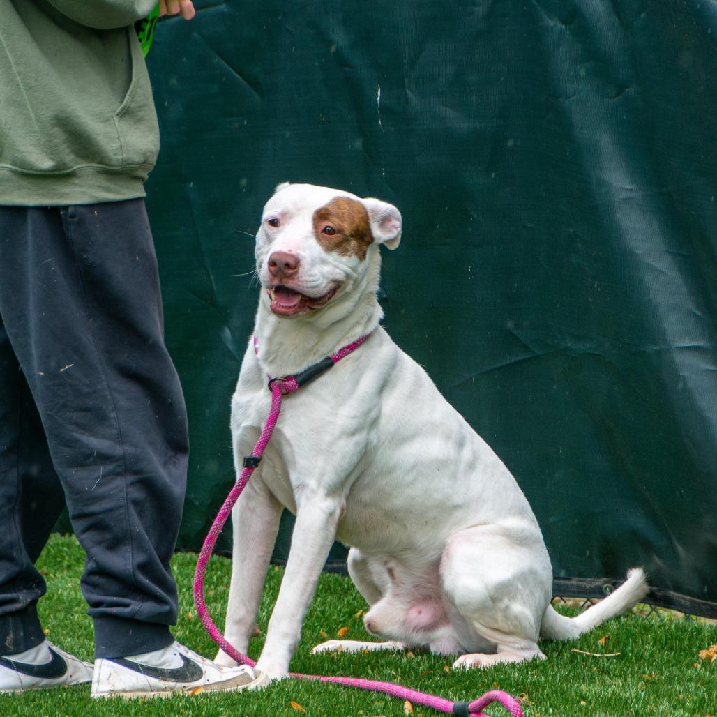 Enlarge Petey, a Adoptable Mixed Breed in Saint Charles, MO image 3/6