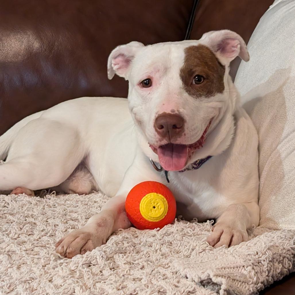 Enlarge Petey, a Adoptable Mixed Breed in Saint Charles, MO image 4/6