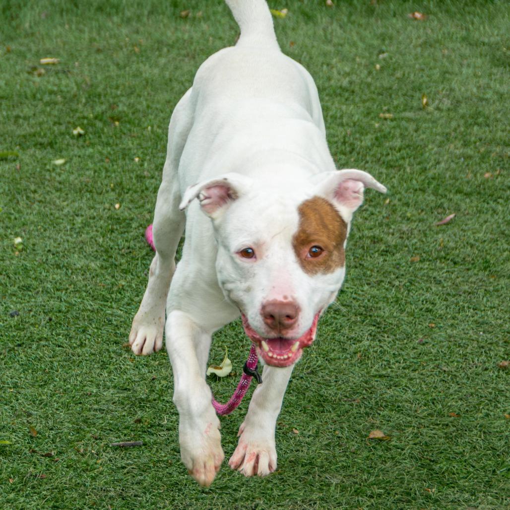 Enlarge Petey, a Adoptable Mixed Breed in Saint Charles, MO image 5/6