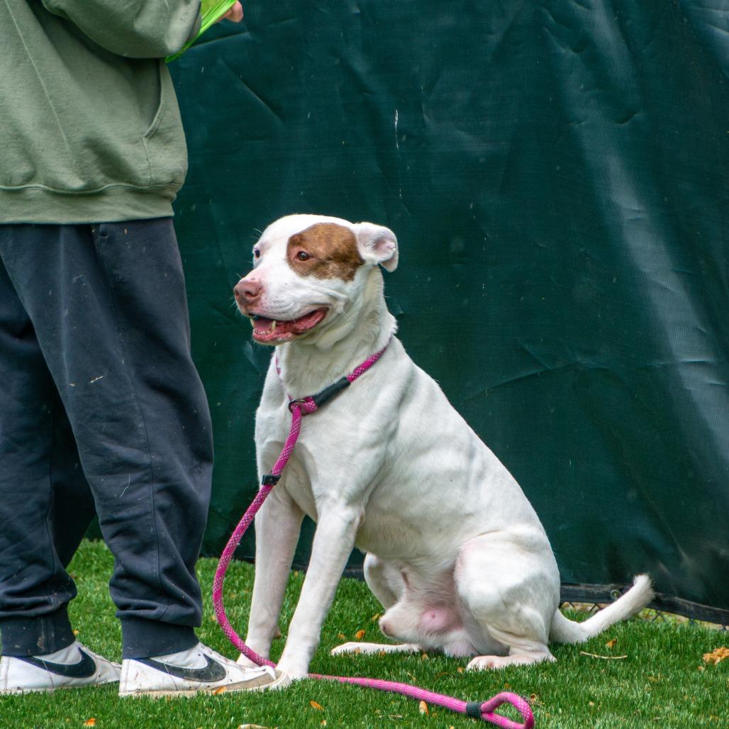 Enlarge Petey, a Adoptable Mixed Breed in Saint Charles, MO image 6/6