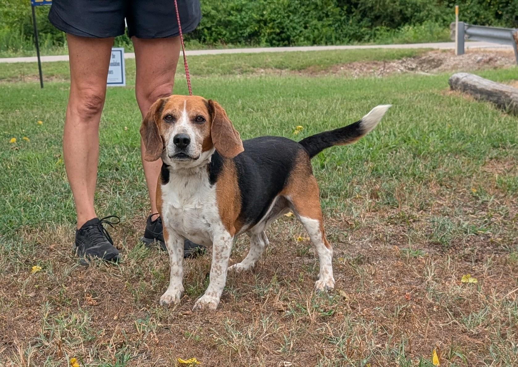 Archy, adopted, Adult Male Beagle.