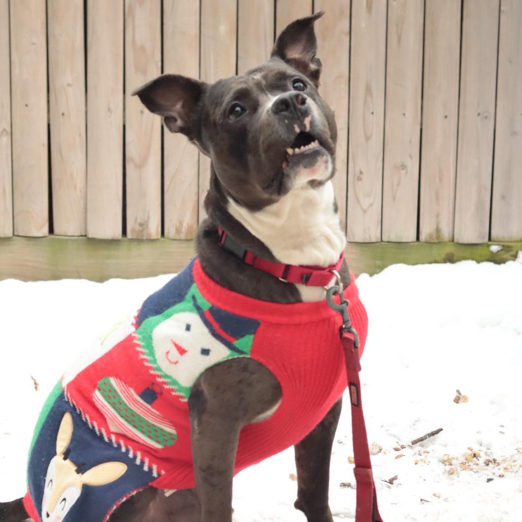 Kratos, Adoptable, Adult Male Mixed Breed.