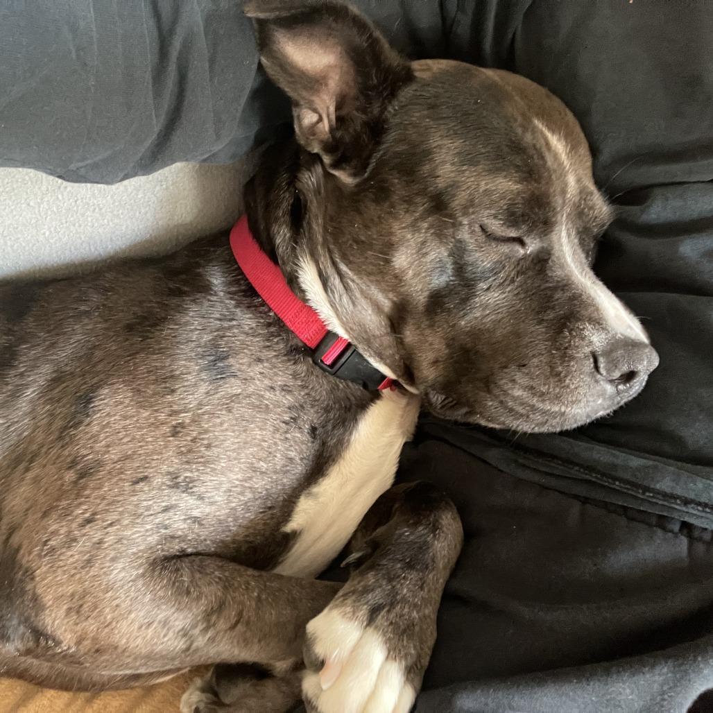 Kratos, Adoptable, Adult Male Mixed Breed.