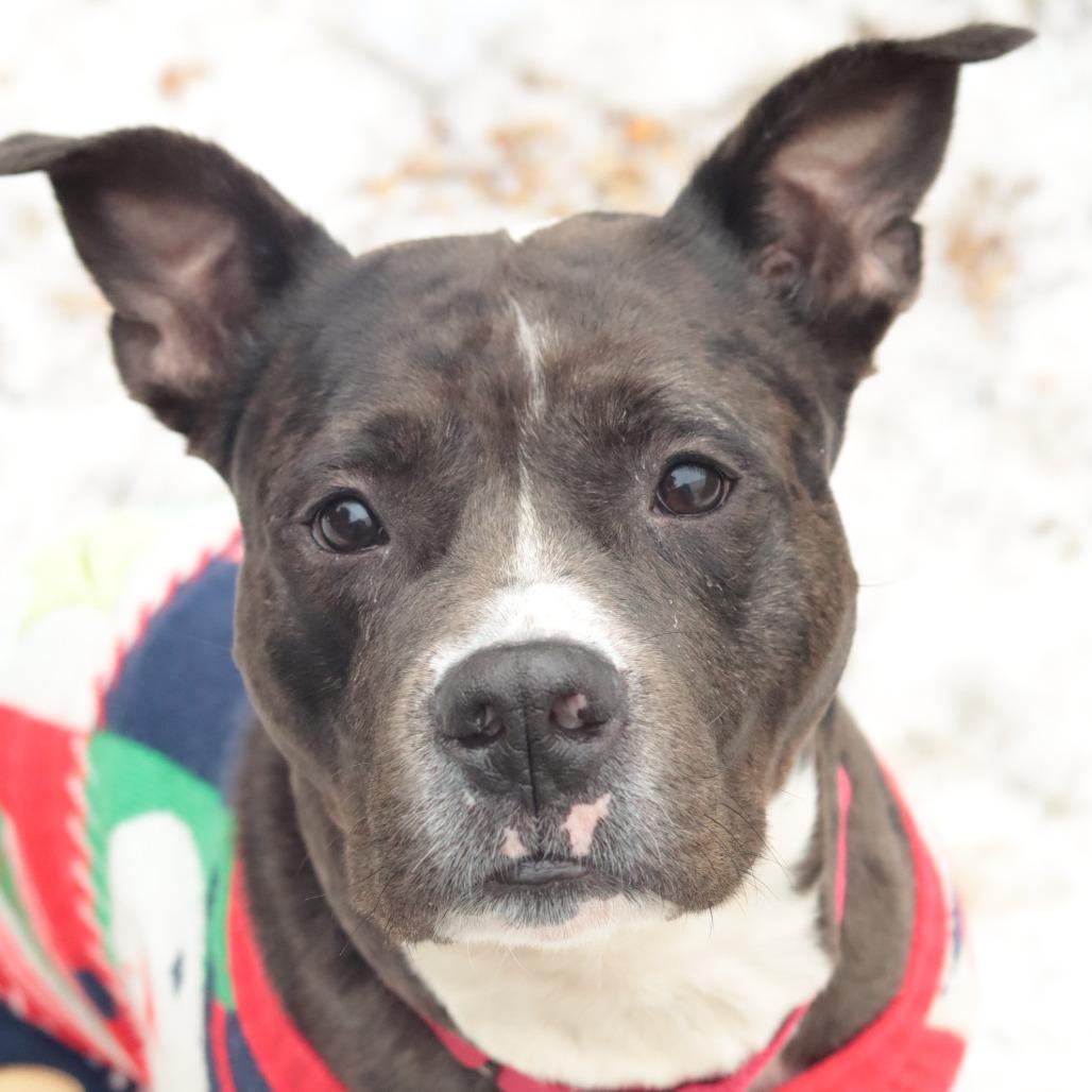 Enlarge Kratos, a Adoptable Mixed Breed in Philadelphia, PA image 2/6