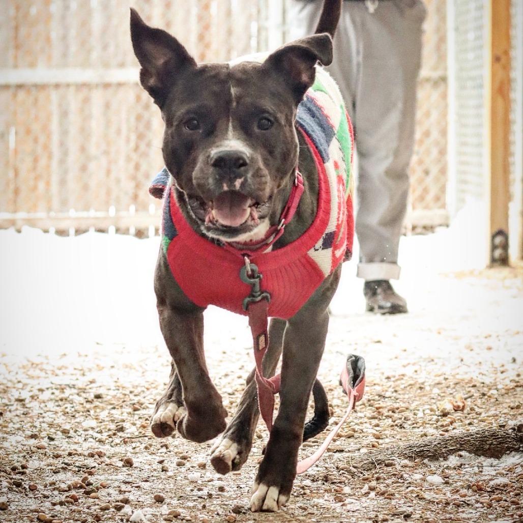 Enlarge Kratos, a Adoptable Mixed Breed in Philadelphia, PA image 3/6