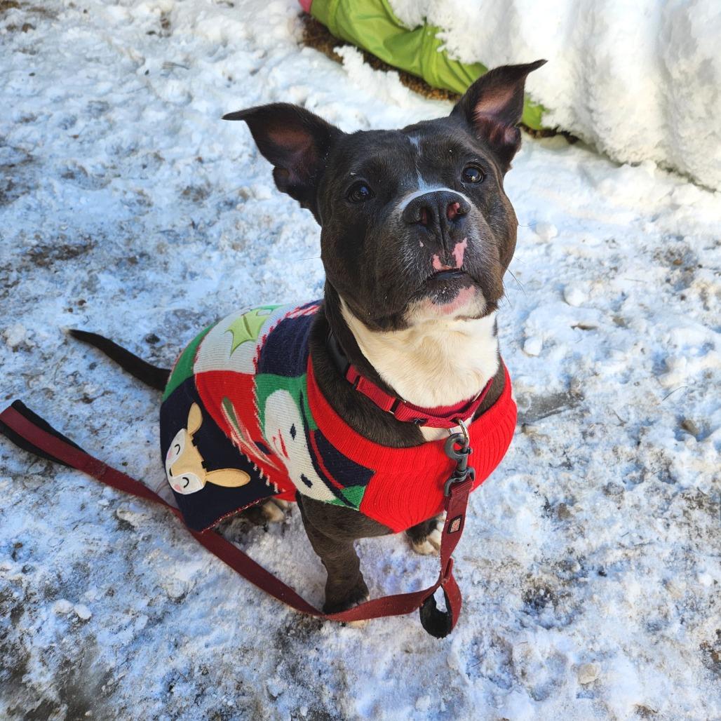 Enlarge Kratos, a Adoptable Mixed Breed in Philadelphia, PA image 4/6