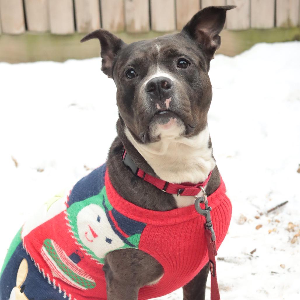 Enlarge Kratos, a Adoptable Mixed Breed in Philadelphia, PA image 5/6