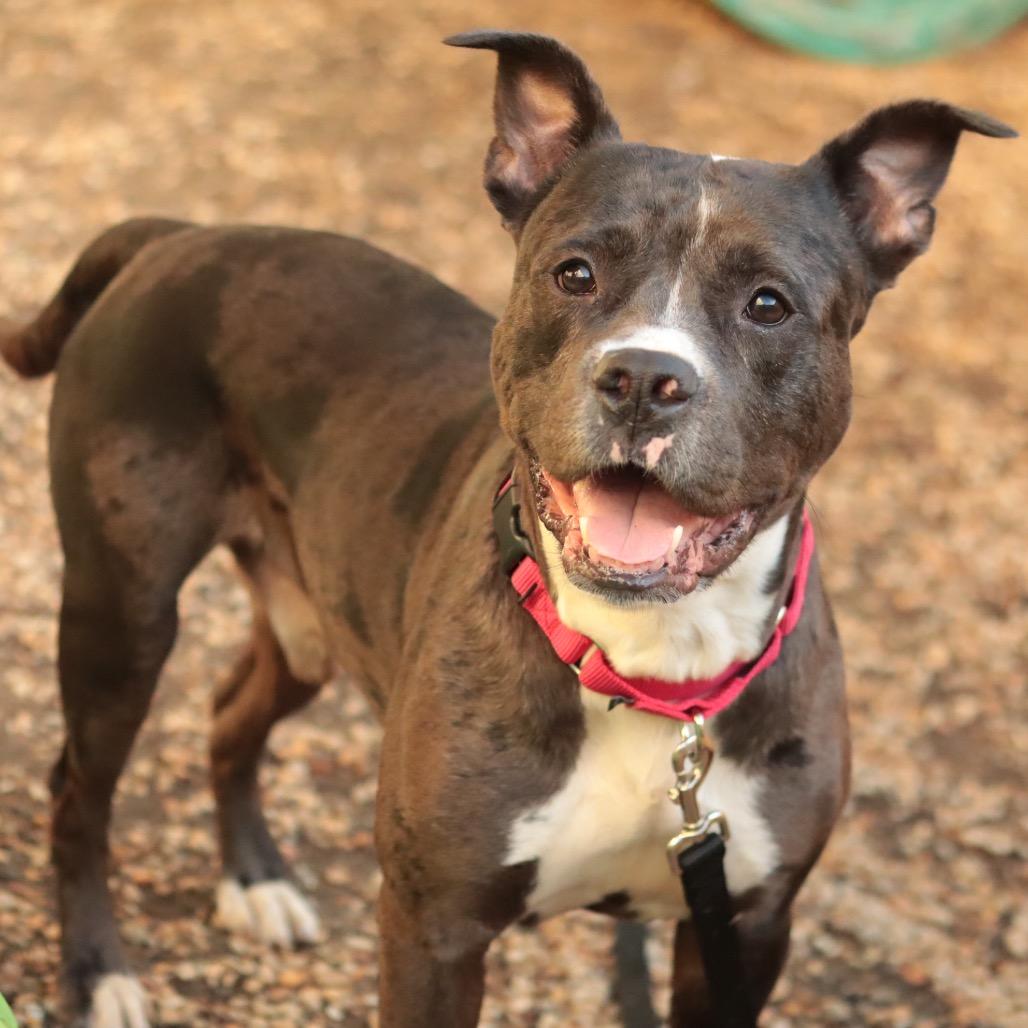 Enlarge Kratos, a Adoptable Mixed Breed in Philadelphia, PA image 6/6