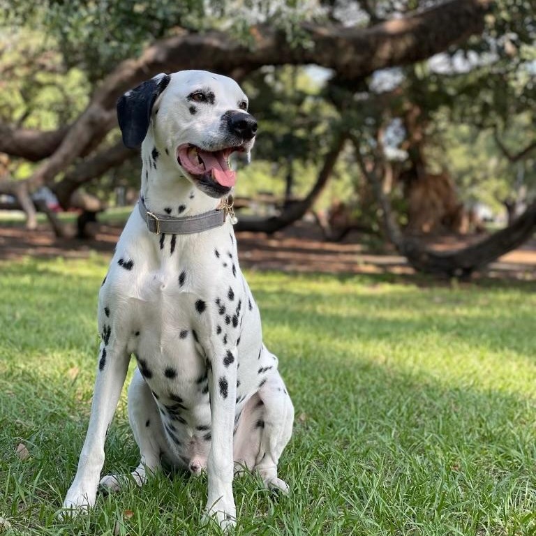 Lucas (benefactor Dog) thumbnail 4