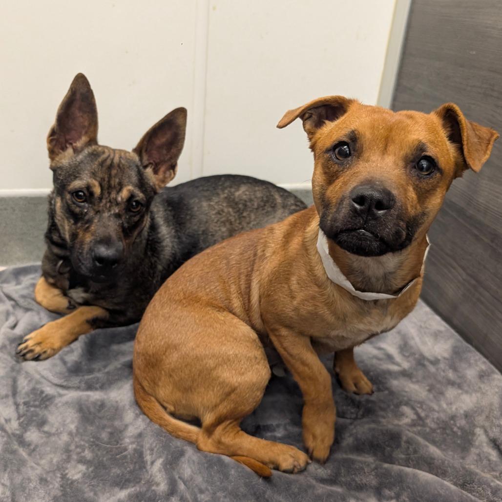 Enlarge Cinnamon- City of Industry, a Adoptable mixed breed in Chino Hills, CA image 1/6