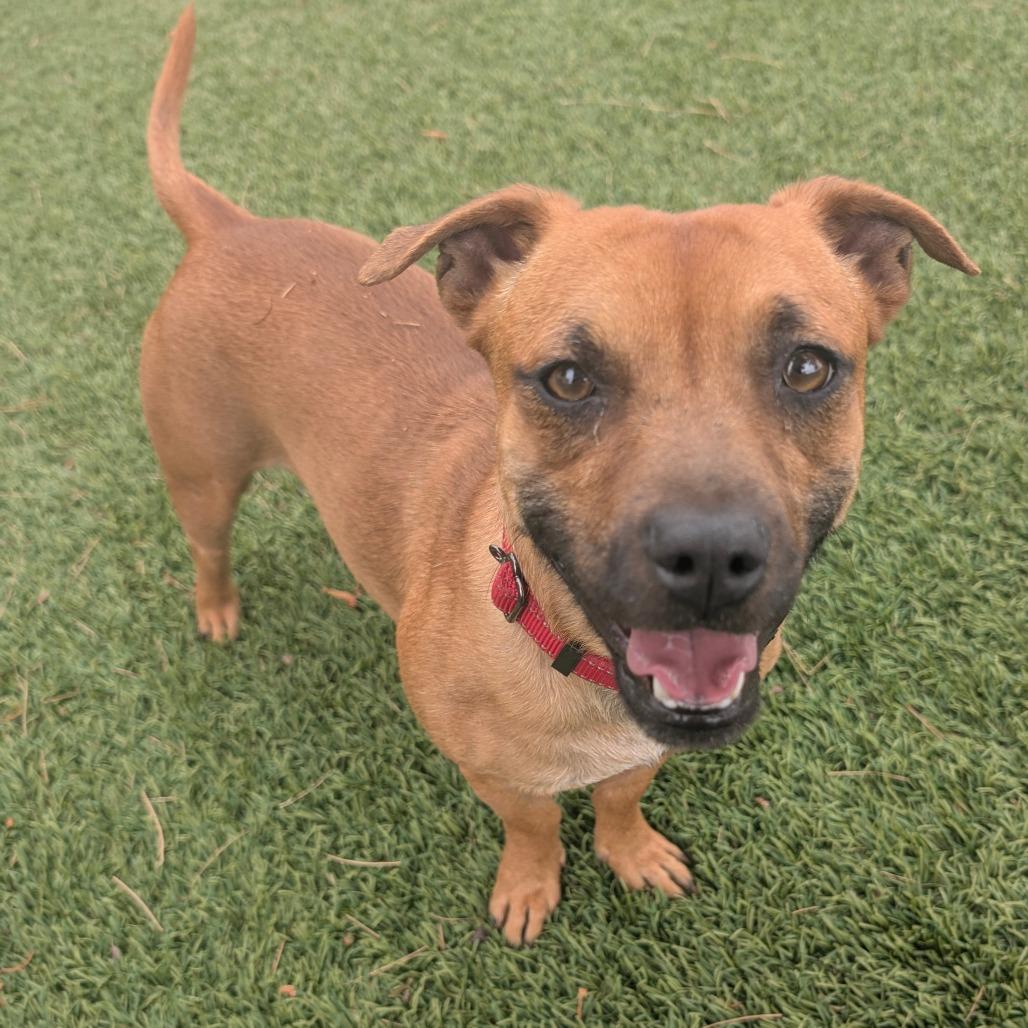Enlarge Cinnamon - City of Industry Location, a Adoptable mixed breed in Chino Hills, CA image 2/6