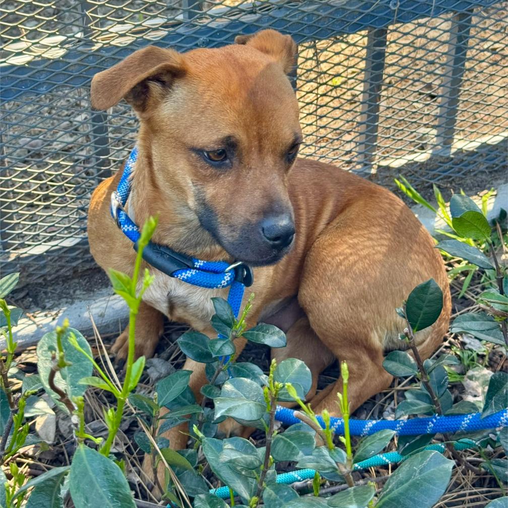 Enlarge Cinnamon- City of Industry, a Adoptable mixed breed in Chino Hills, CA image 2/6