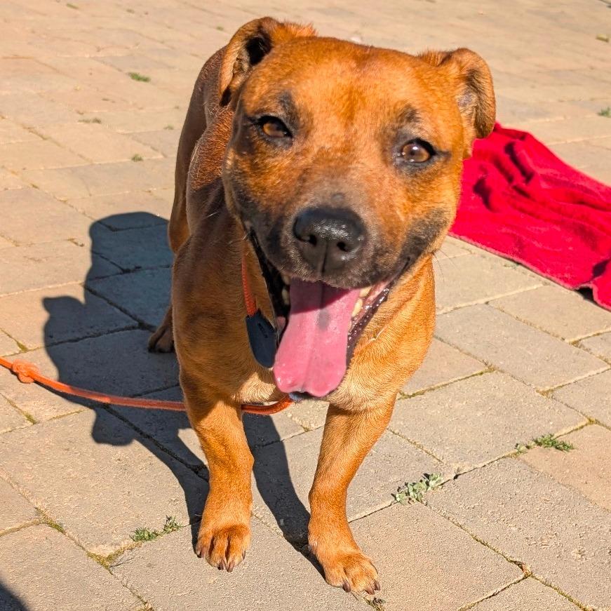 Enlarge Cinnamon- City of Industry, a Adoptable mixed breed in Chino Hills, CA image 3/6