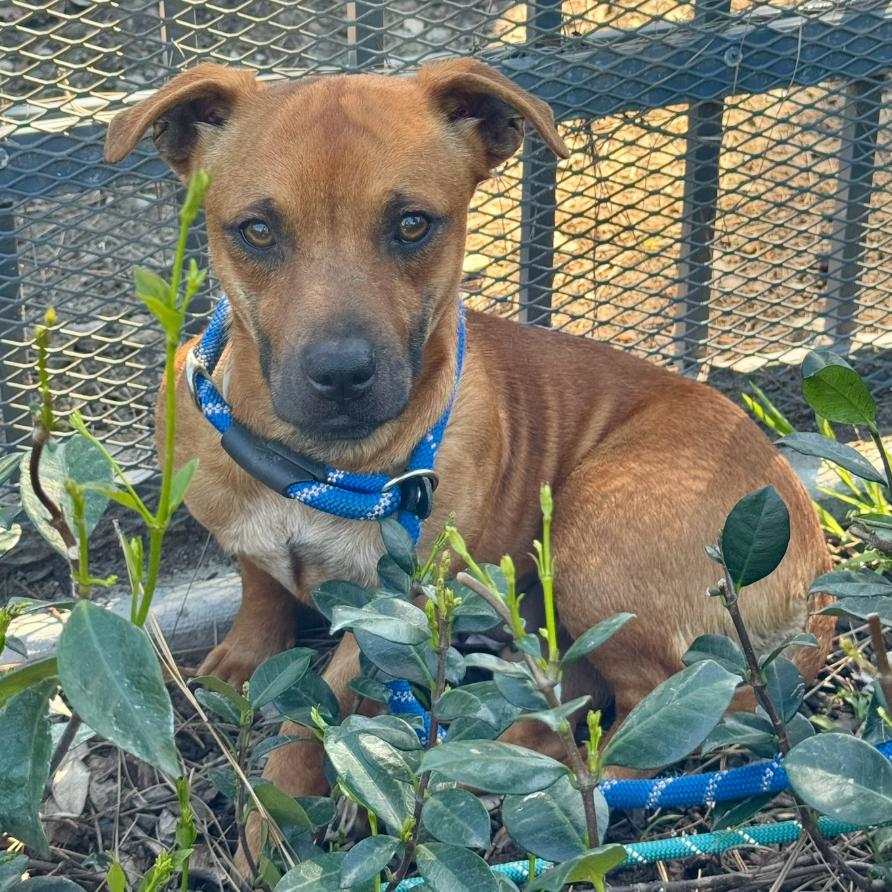 Enlarge Cinnamon- City of Industry, a Adoptable mixed breed in Chino Hills, CA image 4/6