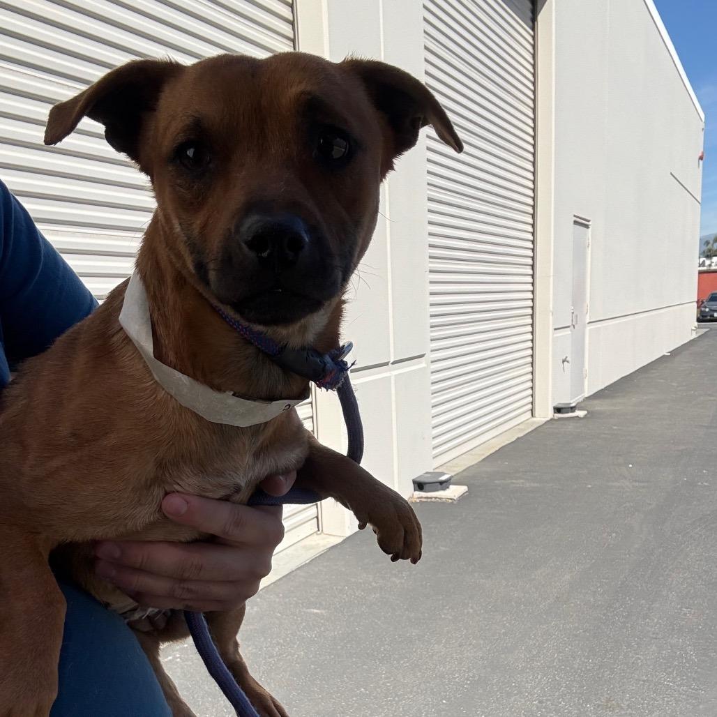 Enlarge Cinnamon- City of Industry, a Adoptable mixed breed in Chino Hills, CA image 5/6