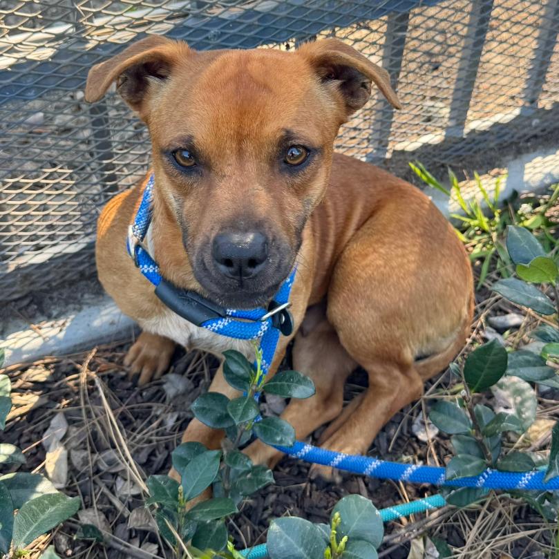 Enlarge Cinnamon- City of Industry, a Adoptable mixed breed in Chino Hills, CA image 6/6