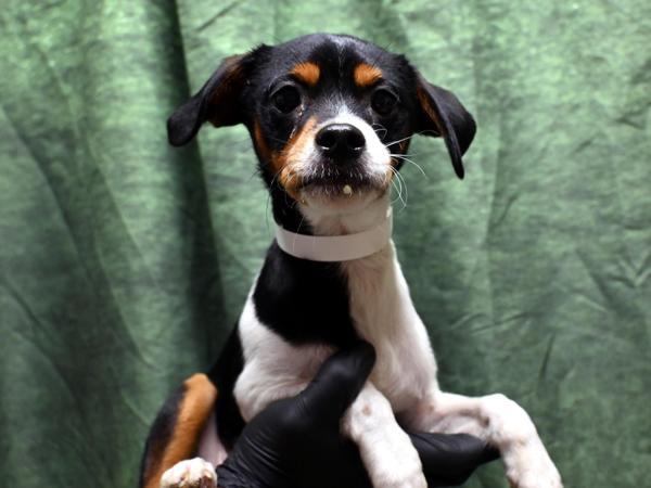 Acorn — thumbnail 2