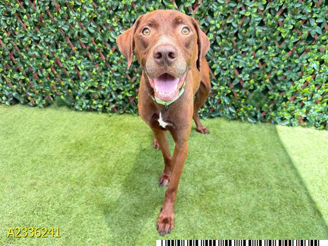 GEOCULUS, Adoptable, Young Male Mixed Breed & Mixed Breed.