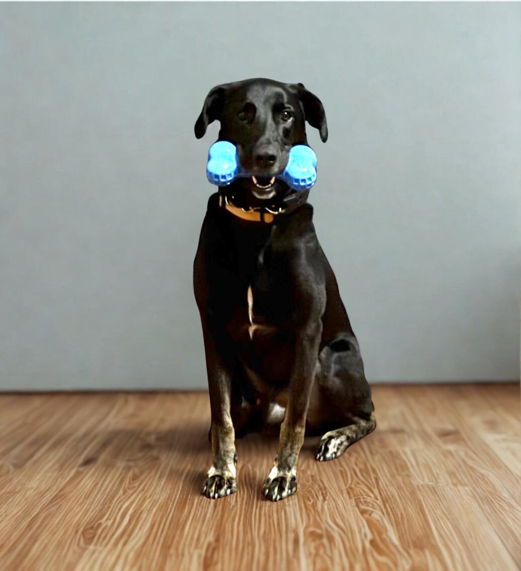 Enlarge Gunnar, a Adoptable mixed breed in Charlotte, NC image 1/6