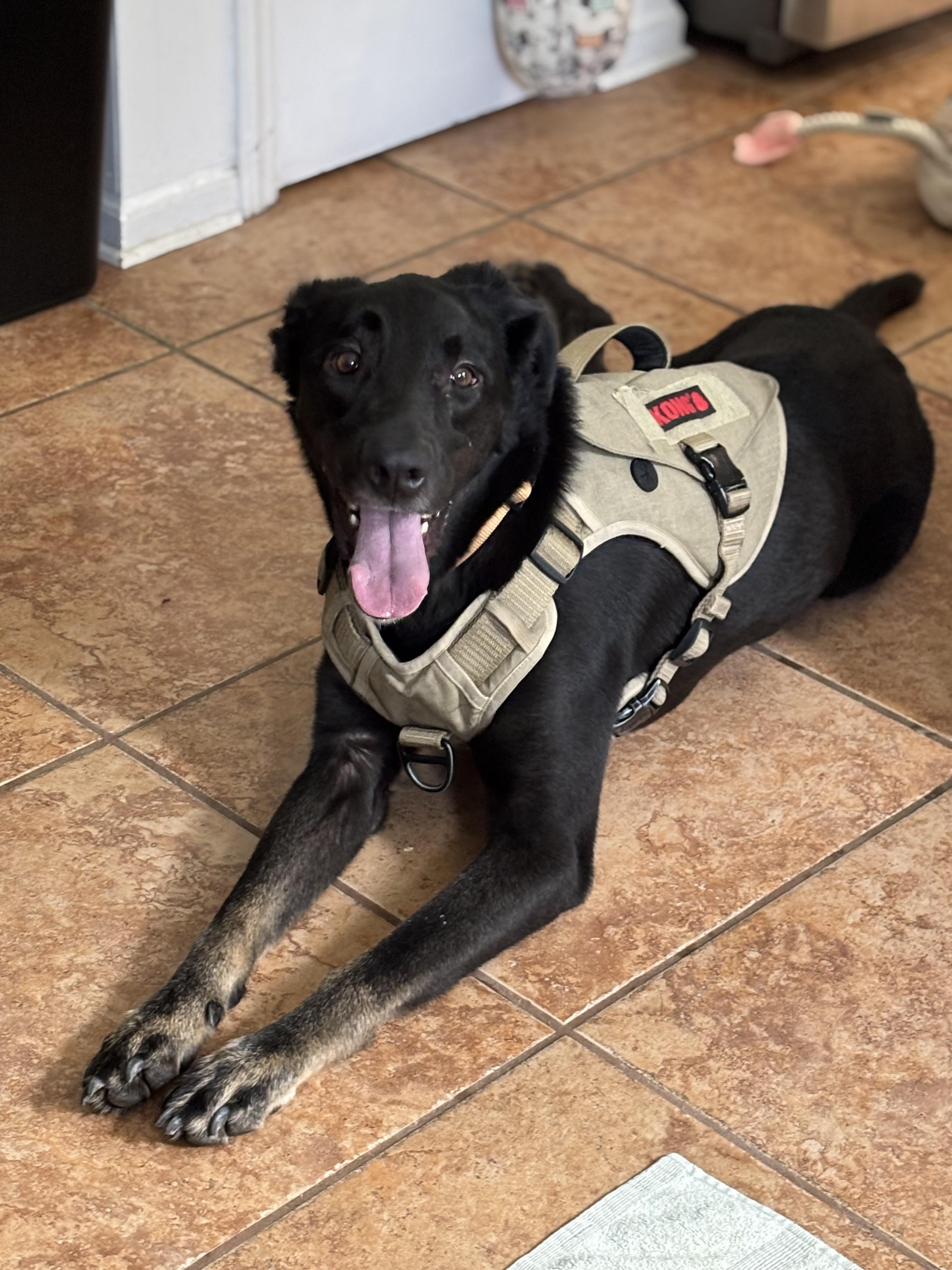 Enlarge Gunnar, a Adoptable mixed breed in Charlotte, NC image 4/6