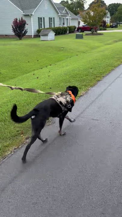 Enlarge Gunnar, a Adoptable mixed breed in Charlotte, NC video 6/6