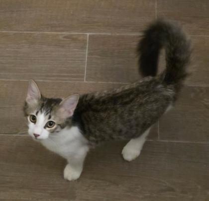 Milo, Adoptable, Kitten Male Domestic Medium Hair & Domestic Short Hair.