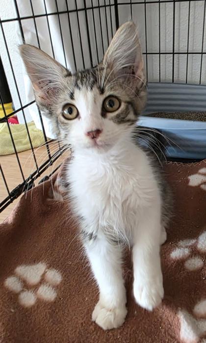 Enlarge Milo, a Adoptable mixed breed in Santa Fe, TX image 2/2