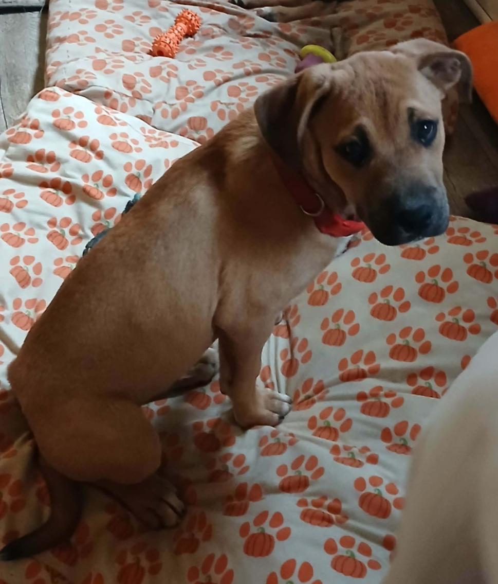 Enlarge Alvin, a Adoptable Boxer in Shakopee, MN image 1/3