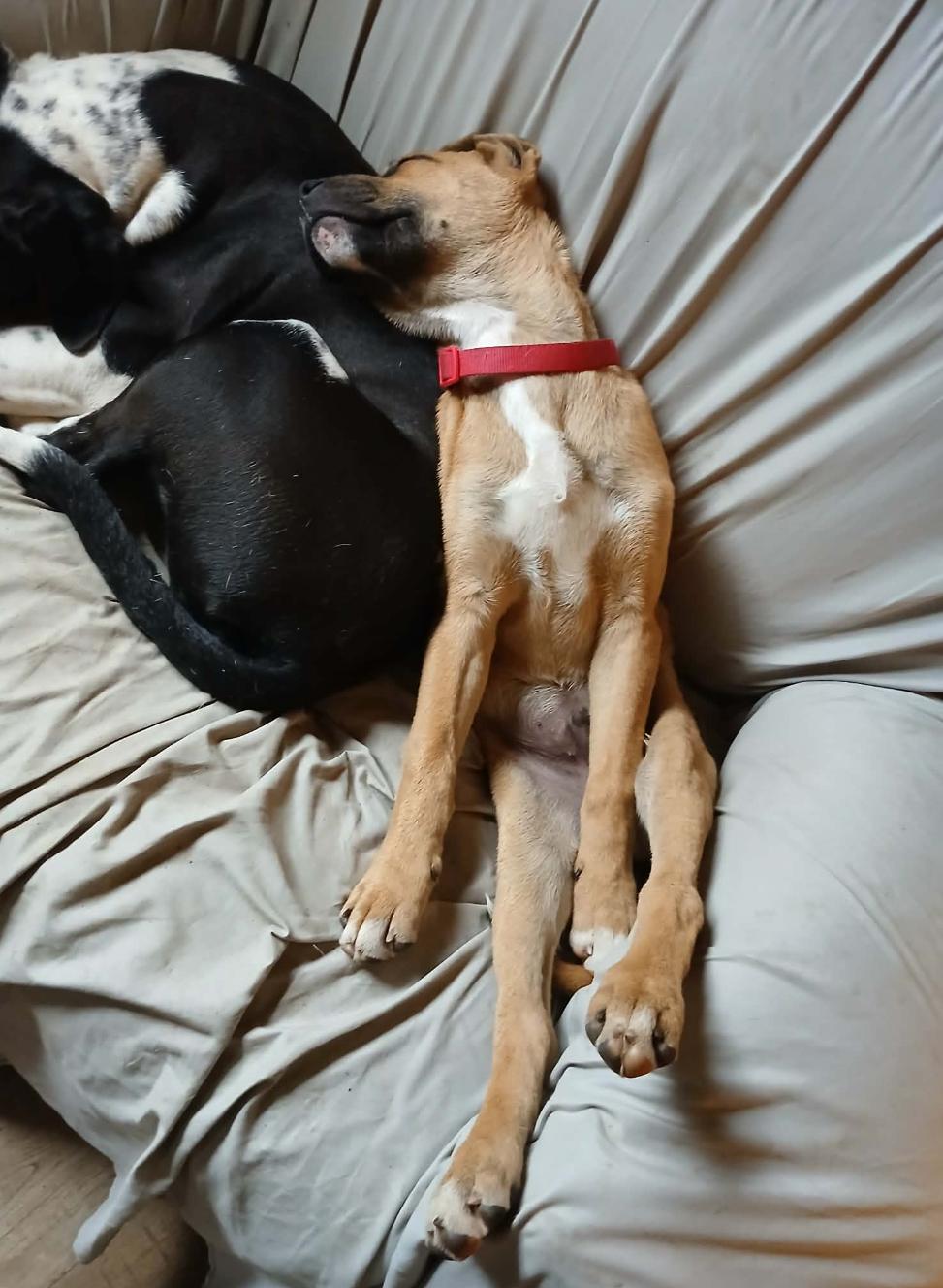 Enlarge Alvin, a Adoptable Boxer in Shakopee, MN image 1/3