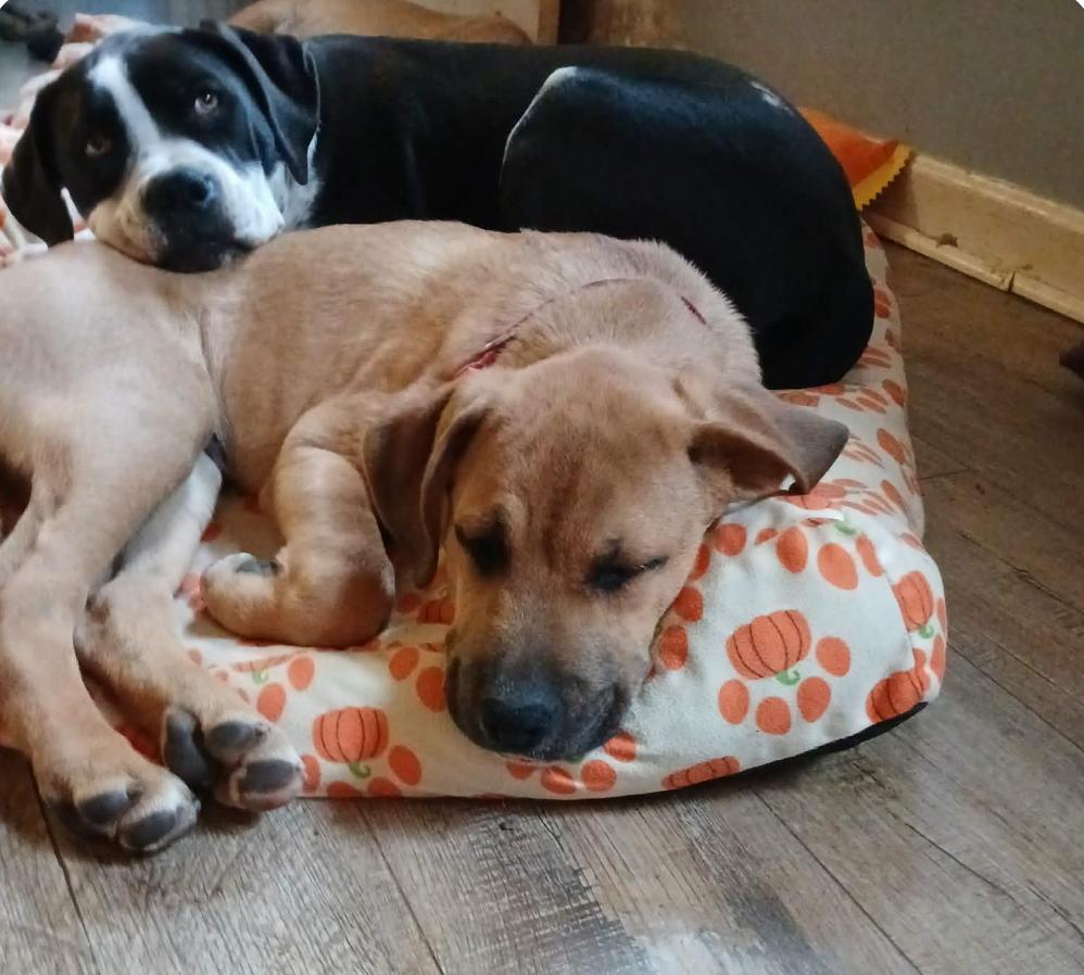 Enlarge Alvin, a Adoptable Boxer in Shakopee, MN image 2/3