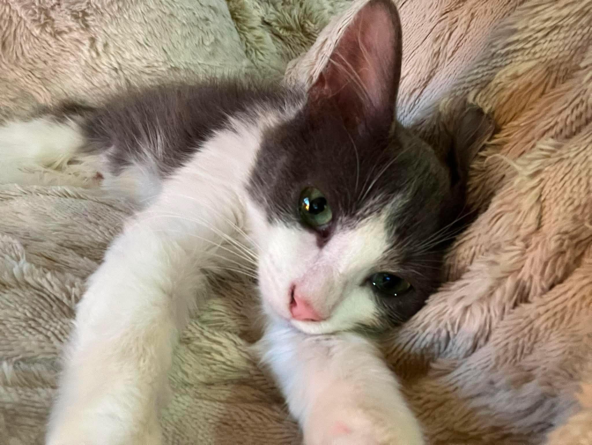 Grey - Sweet and cuddly, an adopted Domestic Medium Hair in Muskego, WI image 5/6