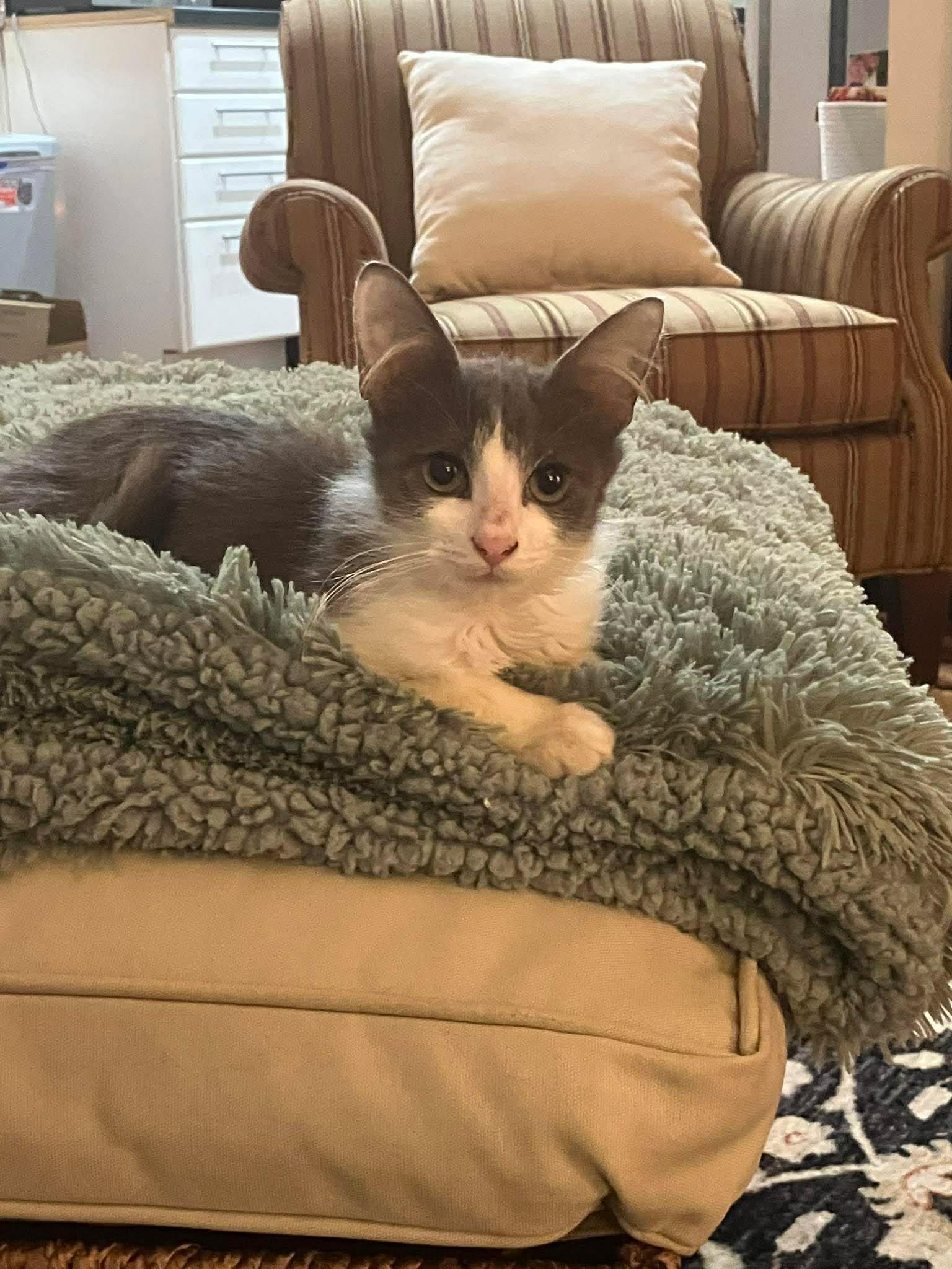 Grey - Sweet and cuddly, an adopted Domestic Medium Hair in Muskego, WI image 3/6