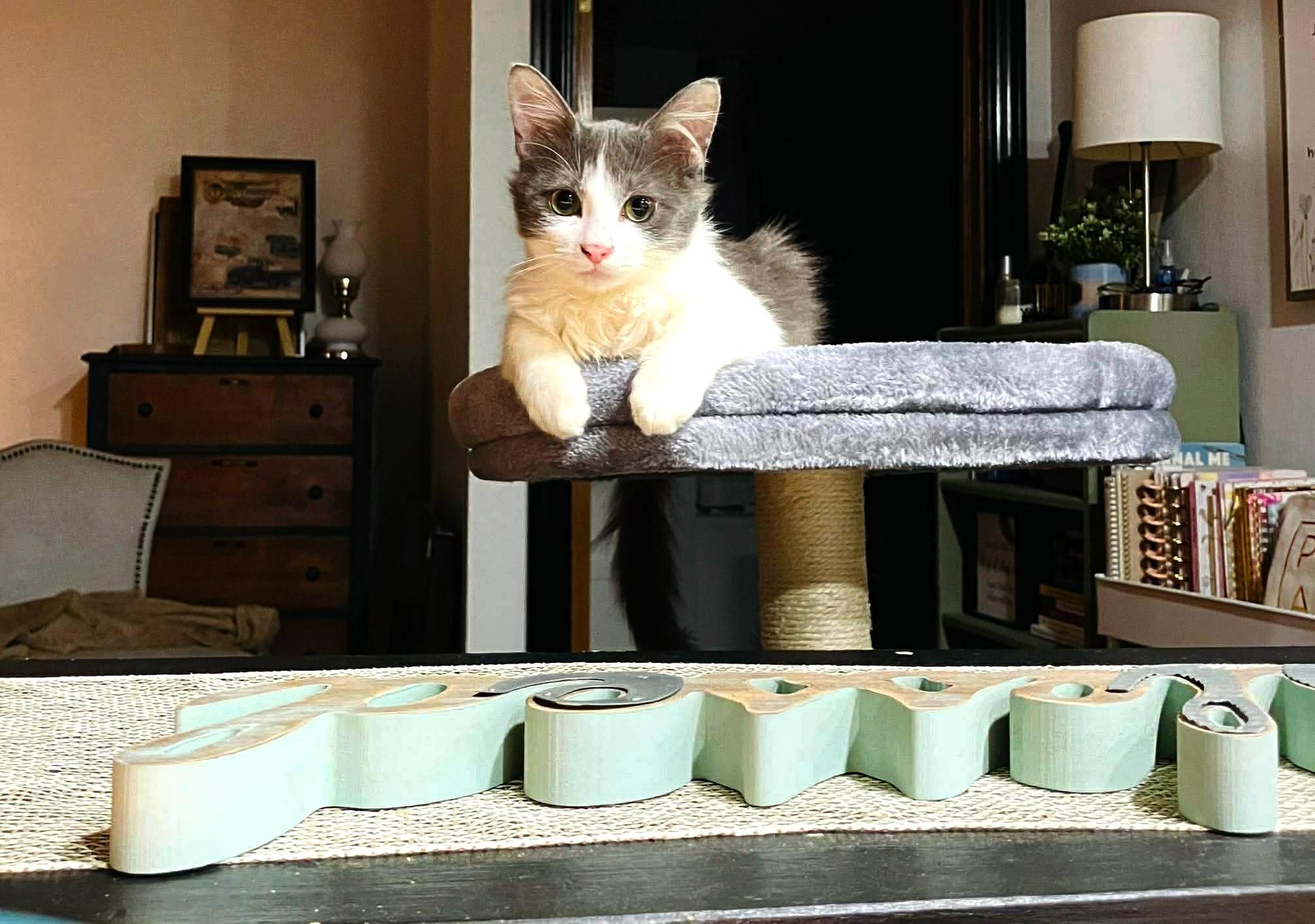 Grey - Sweet and cuddly, an adopted Domestic Medium Hair in Muskego, WI image 2/6