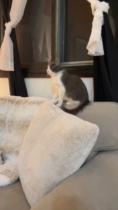 Enlarge Grey - Sweet and cuddly, an adopted Domestic Medium Hair in Muskego, WI video 4/6