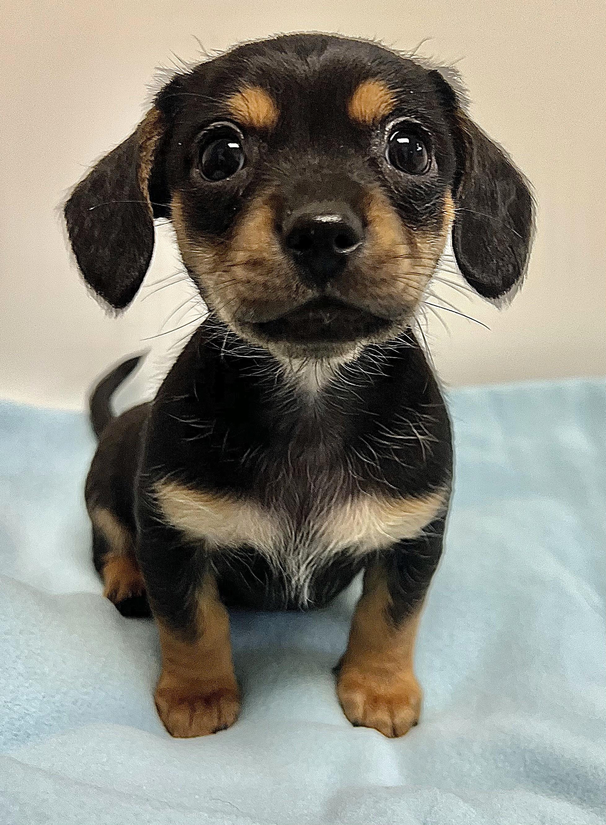 ROWDY, adopted, Puppy Male Miniature Dachshund & Pekingese.