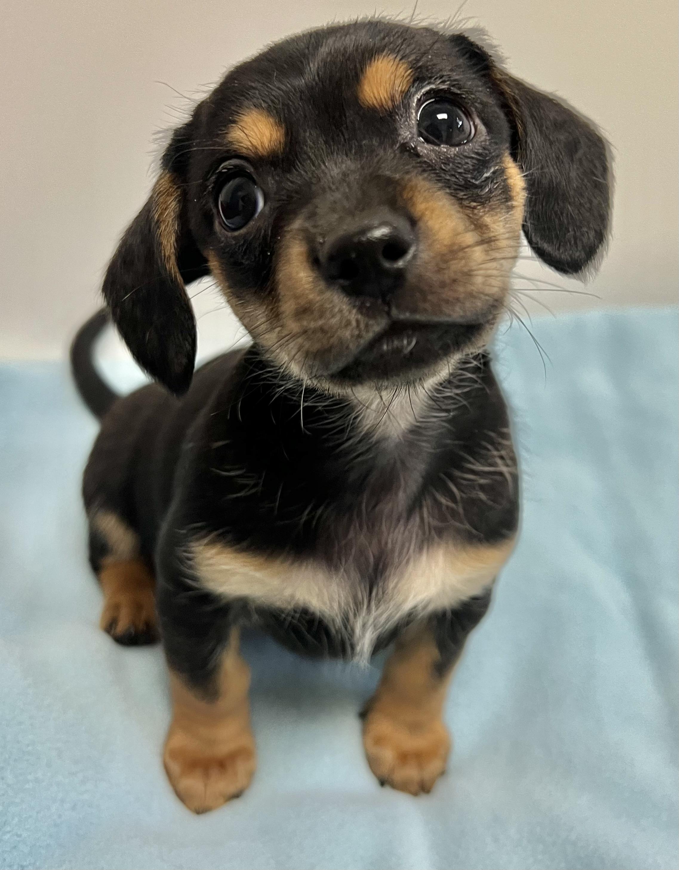 ROWDY, an adopted mixed breed in Belmont, NY image 2/5