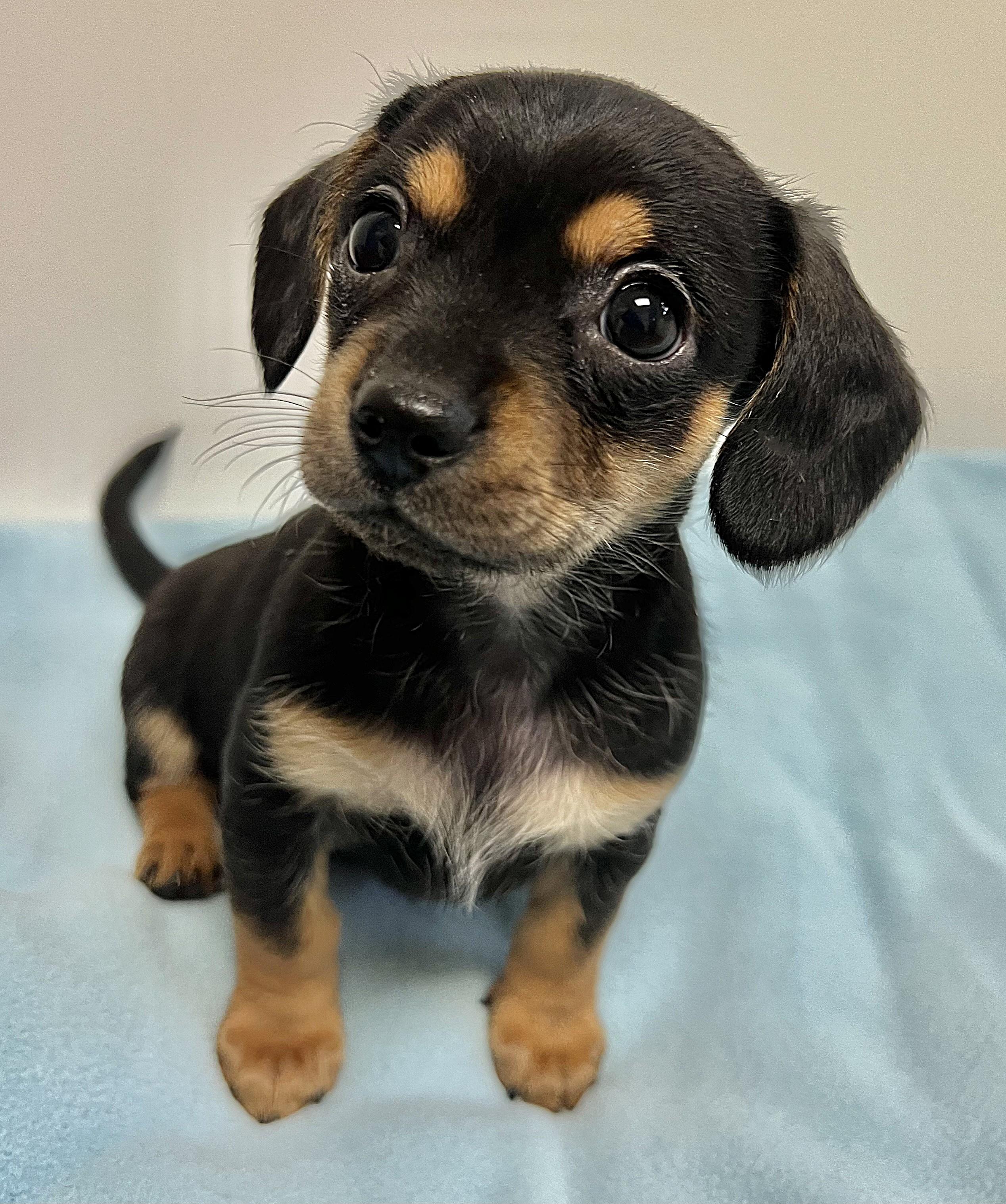 ROWDY, an adopted mixed breed in Belmont, NY image 4/5